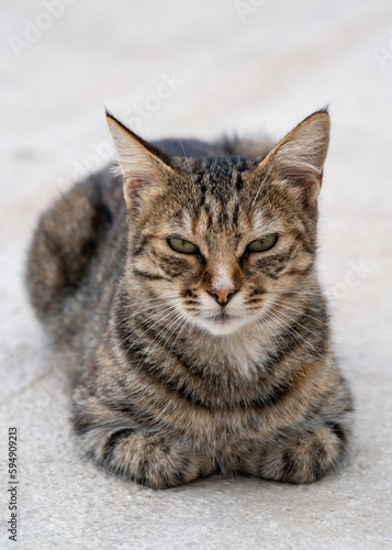 A small, gray, tabby cat sits on the embankment and looks directly at the camera. Love to the animals. © Alexander