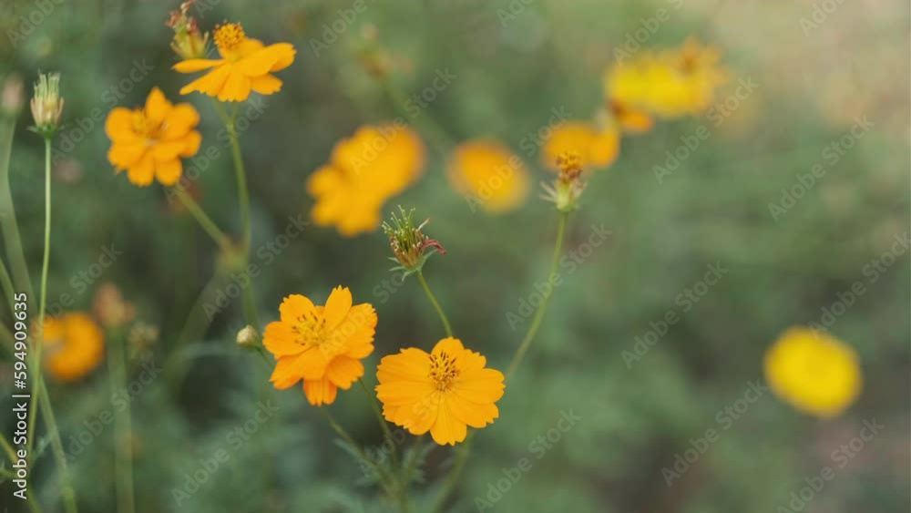 Beautiful cosmos flowers swaying in a garden with breeze. Beautiful cosmos flowers swaying in a garden with breeze.