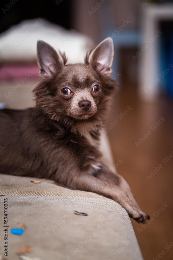 Lilac cute longhair chiwawa puppy - closeup photography Lilac cute longhair chiwawa puppy - closeup photography