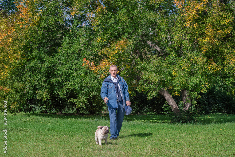 a man walks with a pug in the park on a clear summer day, selective focus a man walks with a pug in the park on a clear summer day, selective focus