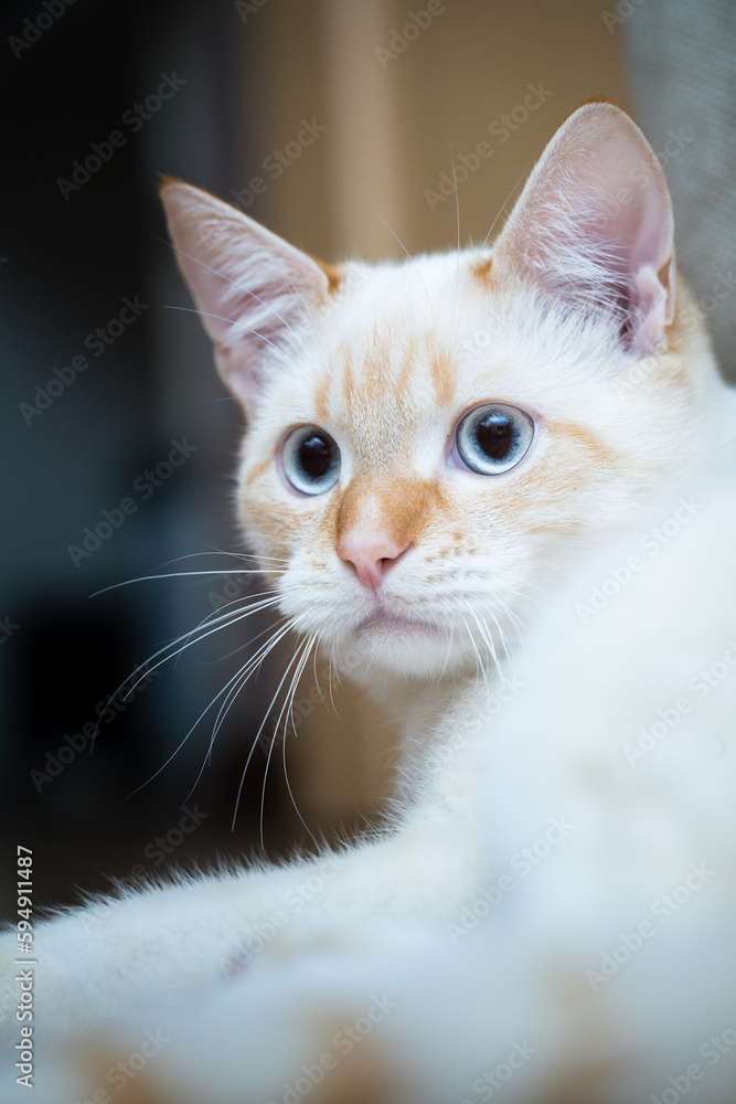 Obraz premium Red Point domestic cat (Thai Siamese) close-up portrait