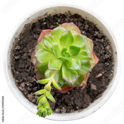 Lovely potted succulents