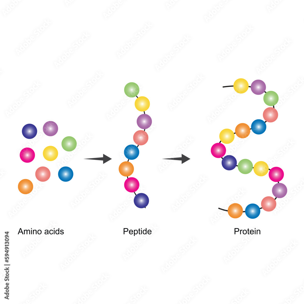 Amino acids are the monomers of protein. Amino acids are firstly