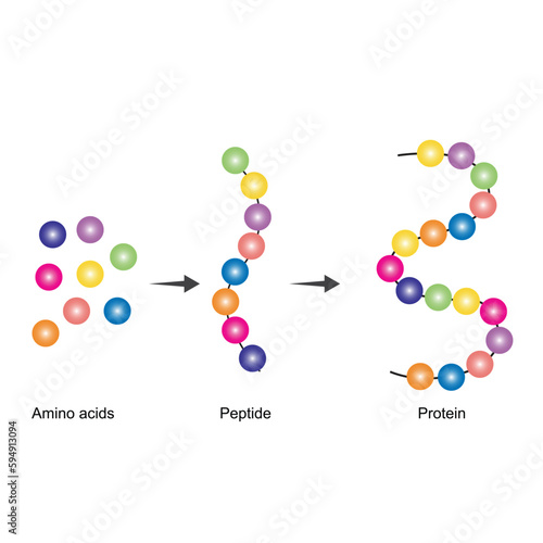 Amino acids are the monomers of protein. Amino acids are firstly converted to peptide compounds, which then converted to proteins. a protein is made up of one or more  linear chains of amino acids photo