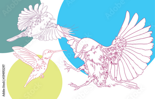 3 birds set, line art birds illustration