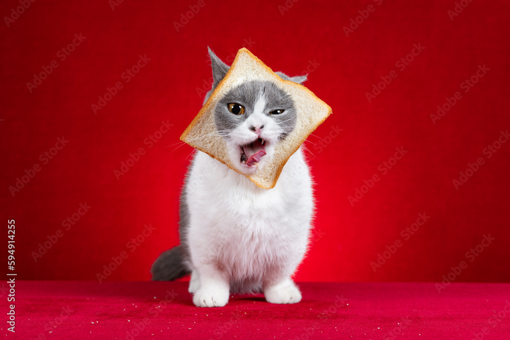 cute british shorthair cat with slice of bread on the head on red background horizontal composition cute british shorthair cat with slice of bread on the head on red background horizontal composition