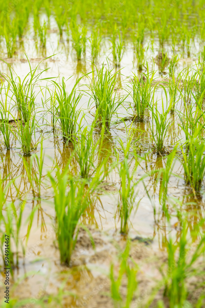 Obraz premium fresh little green paddy field vertical composition