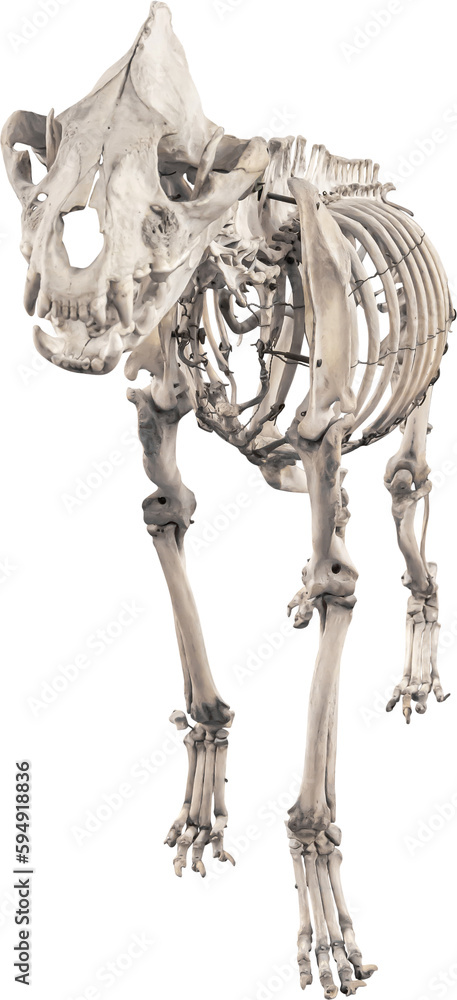 Isolated PNG cutout of a hyena skeleton on a transparent background, ideal for photobashing, matte-painting, concept art