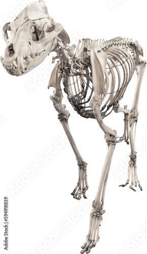 Isolated PNG cutout of a hyena skeleton on a transparent background, ideal for photobashing, matte-painting, concept art photo