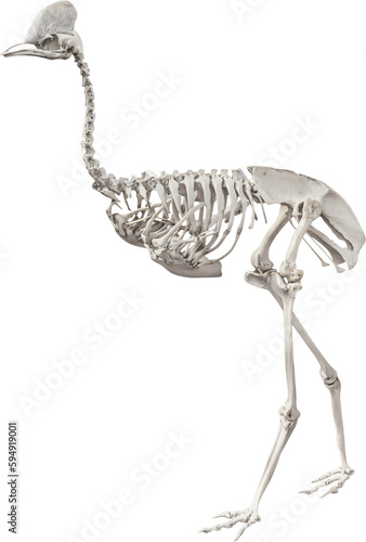 isolated, png, cutout, casuariidae, bird, skeleton, transparent background, isolate, cut, out, cut-out, transparent, background, no background, white background, photobash, photobashing, matte paint,  photo