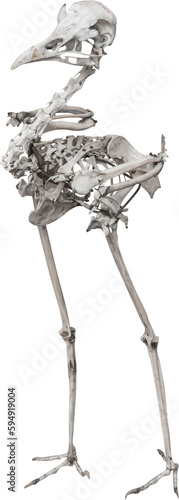 Isolated PNG cutout of a red-legged seriema bird skeleton on a transparent background, ideal for photobashing, matte-painting, concept art photo