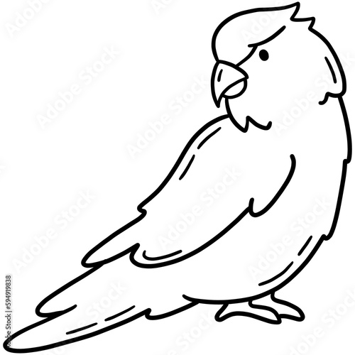 Quaker parrot, tropical monk parakeet bird vector icon in linear doodle style png