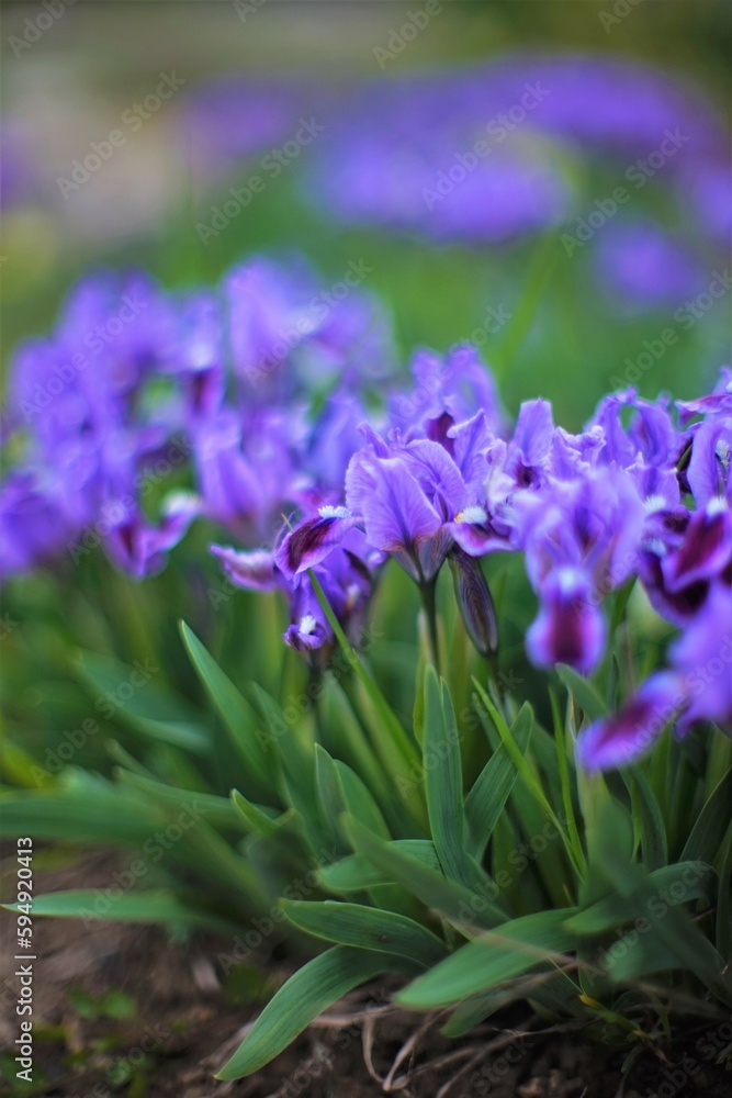 Lush purple iris flowers with green leaves grows in spring garden. Lush purple iris flowers with green leaves grows in spring garden.