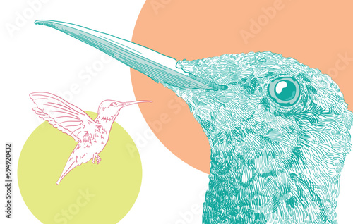 2 birds vector illustration hummingbird