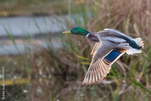 mallard duck flying over a pond in the morning light photo