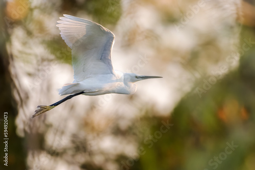 Little Egret flying over a pond in the morning light