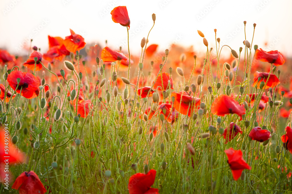 Naklejka premium Field of poppies selective focus. Nature summer wild flowers. Vivid red flower poppies plant. Buds of wildflowers. Poppy blossom background. Floral botanical mood. Leaf and bush poppy flower. Sky