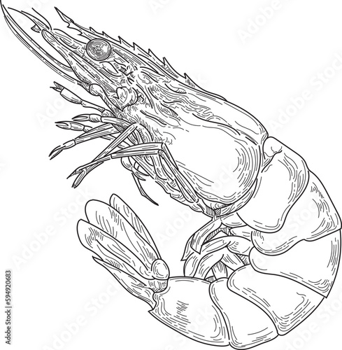 shrimp vector illustration sketch art