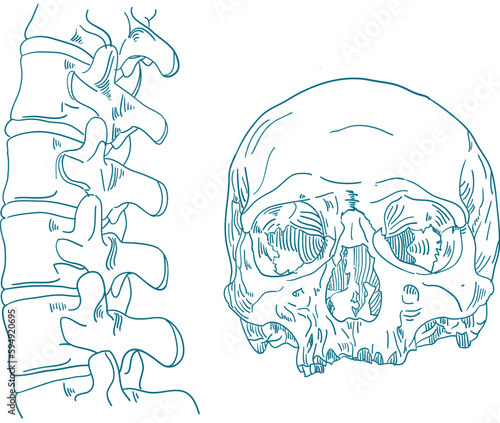 skull spine vector illustration 