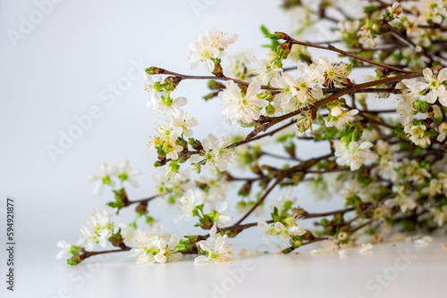 Spring blossom on white background, space for writing