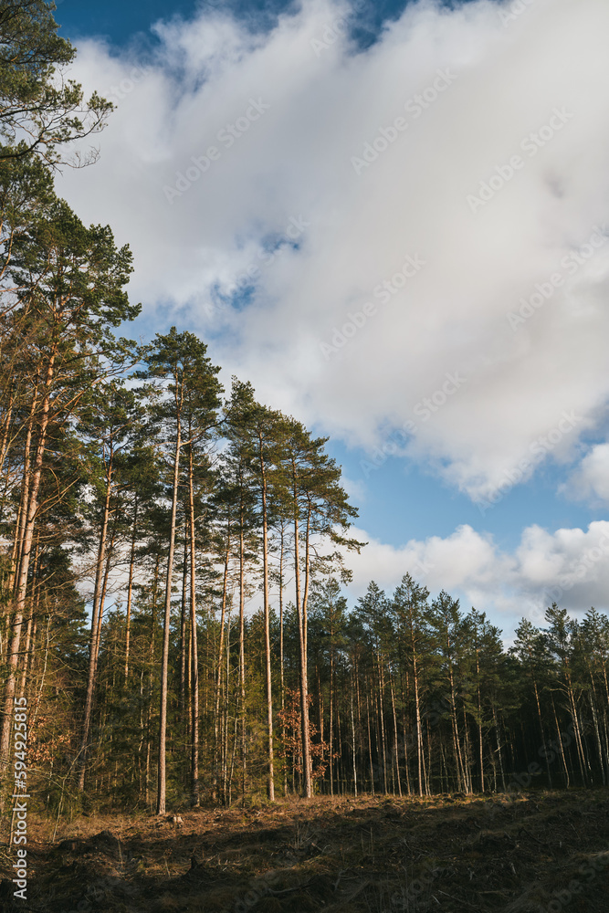 Obraz premium Concept of deforestation and environmental damage in the forests of Europe. Area of illegal deforestation.