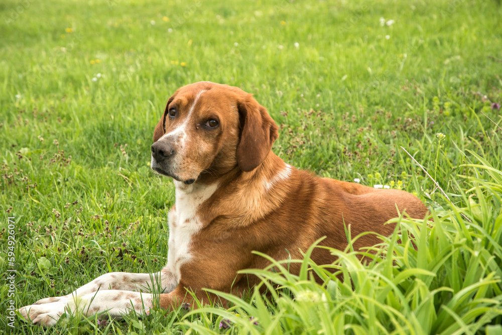 Scent hound dog closeup on green grass meadow Scent hound dog closeup on green grass meadow