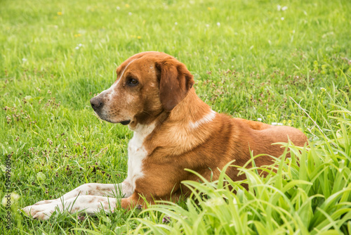 Scent hound dog closeup on green grass meadow
