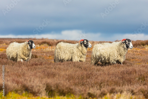 Three Swaledale ewes in Springtime, walking through heather across managed Grouse Moorland in the Yorkshire Dales, UK.  Space for copy.  Horizontal. photo