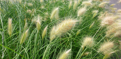 Panorama of a pennisetum bush with white flowers.