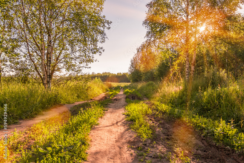 Country road with tall grass and birches on the side.