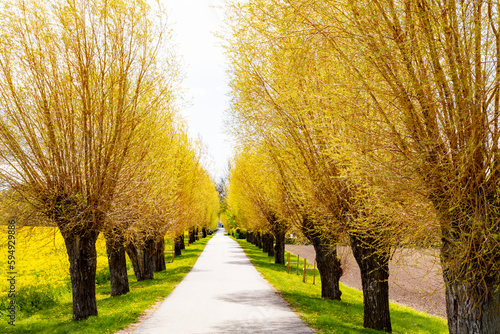 Treelined country road at spring photo