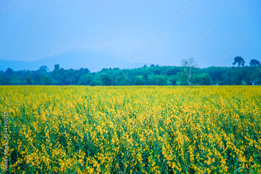 Field of yellow flowers with bright blue gold, space for text.
