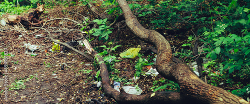 Garbage pile in forest among plants. Toxic plastic into nature everywhere. Rubbish heap in park among vegetation. Contaminated soil. Environmental pollution. Ecological issue. Throw trash anywhere.