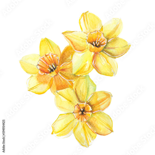 Spring watercolor flowers illustration isolated on white background. Daffodils in vintage style. Illustration of bright yellow narcissus.