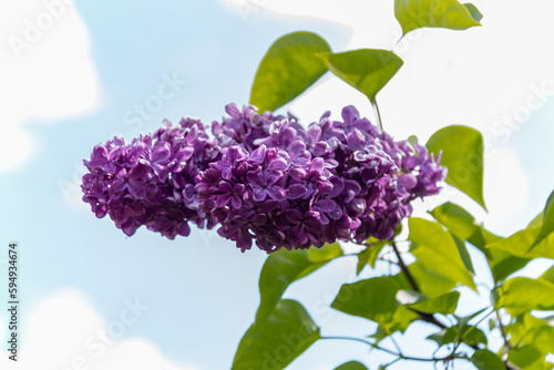 Blooming lilac branches in the park against the blue sky. Lilacs bloom beautifully in spring. Spring concept.