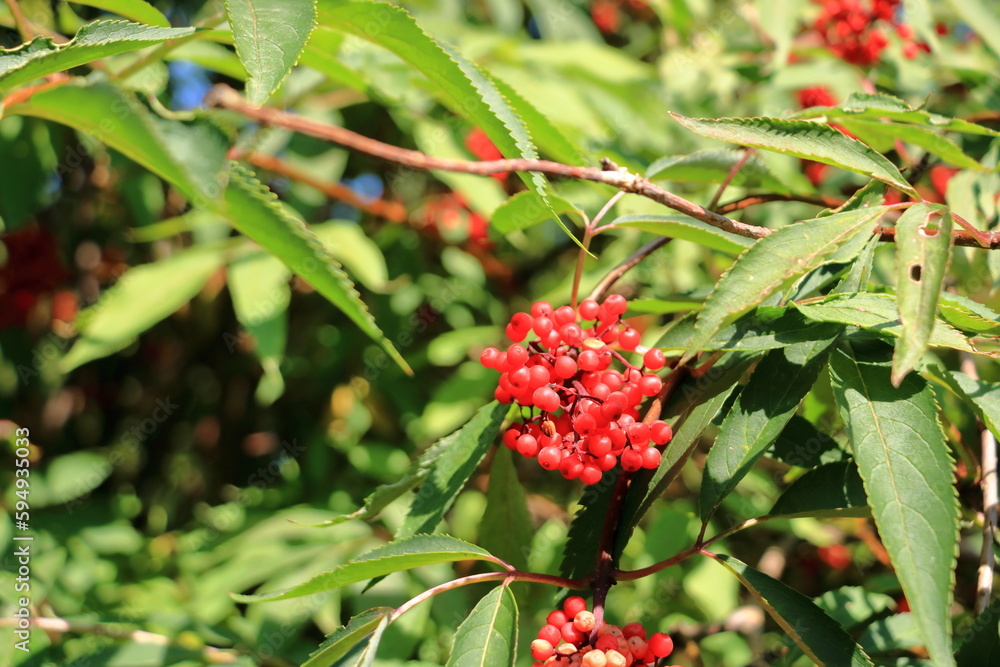 Red rowan berries on the rowan tree branches, ripe rowan berries closeup and green leaves Red rowan berries on the rowan tree branches, ripe rowan berries closeup and green leaves