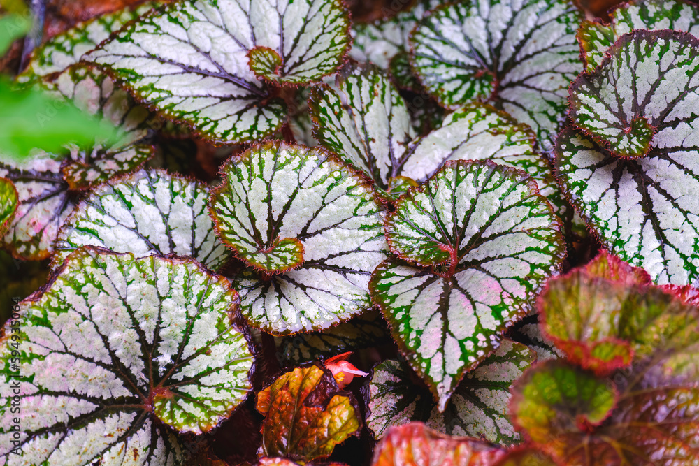 Close up of Beautiful spiral Begonia rex leaves are blooming in botanical garden, selective focus Close up of Beautiful spiral Begonia rex leaves are blooming in botanical garden, selective focus