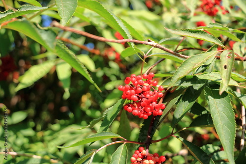 Red rowan berries on the rowan tree branches, ripe rowan berries closeup and green leaves