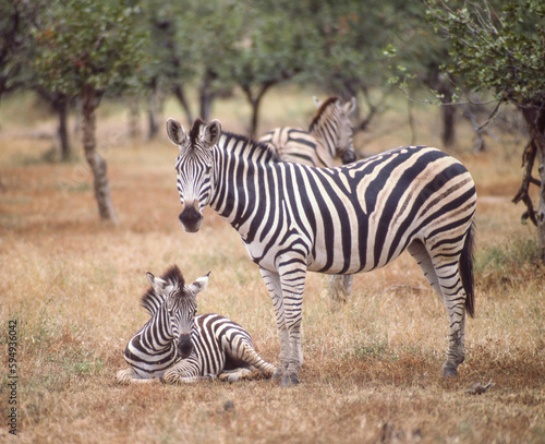 Burchell s Zebra With Foal