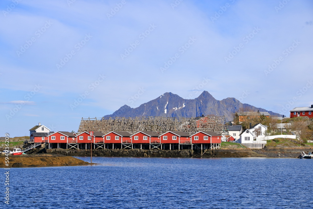 Stockfish, or dried fish, dries in the air in Svolvaer in Norway