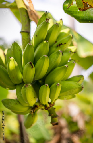 A branch of unripe bananas grown in an organic garden at a resort in the Maldives © Marina