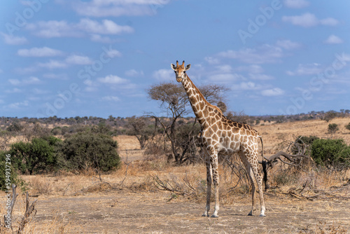 Giraffe . South African giraffe or Cape giraffe  Giraffa giraffa or camelopardalis giraffa  hanging around in Mashatu Game Reserve in the Tuli Block in Botswana