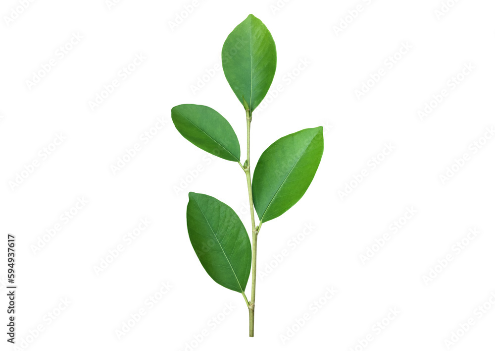 Young and fresh green top of ficus benjamina leaf isolated on white background with clipping paths. Young and fresh green top of ficus benjamina leaf isolated on white background with clipping paths.