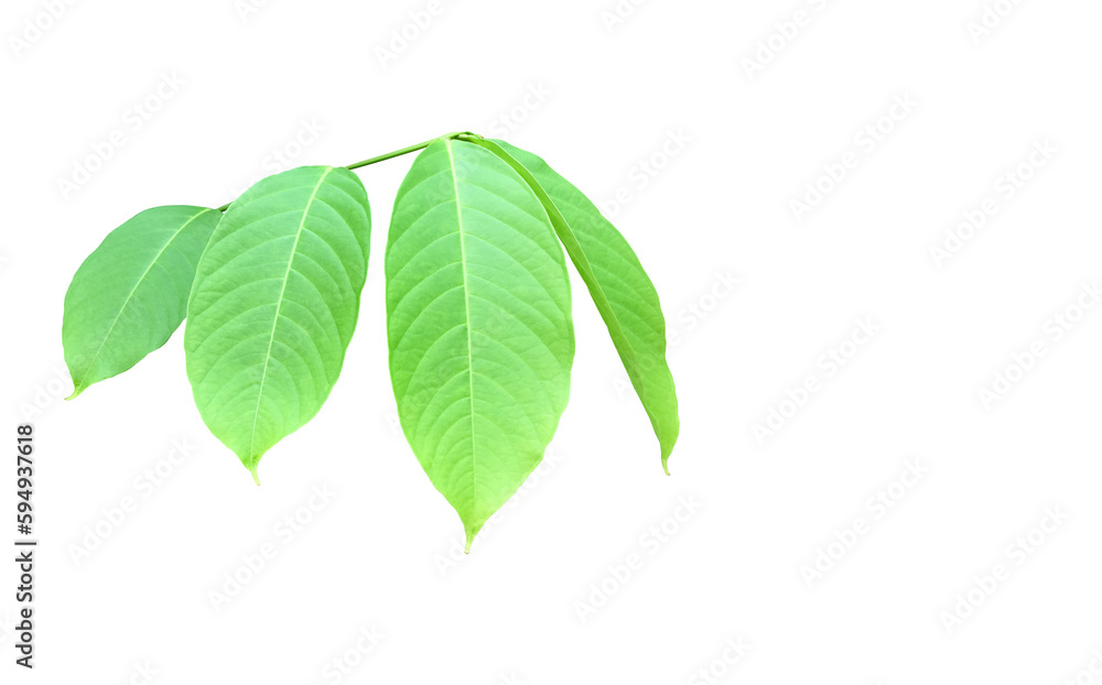 Green leaves and branch of Queen Crepe Myrtle isolated on white background, clipping paths. Green leaves and branch of Queen Crepe Myrtle isolated on white background, clipping paths.