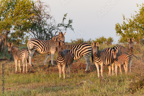 Zebra.  Plains zebra  Equus quagga  formerly Equus burchellii   also known as the common zebra walking around in Mashatu Game Reserve in the Tuli Block in Botswana