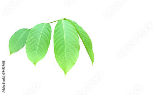 Green leaves and branch of Queen Crepe Myrtle isolated on white background, clipping paths.