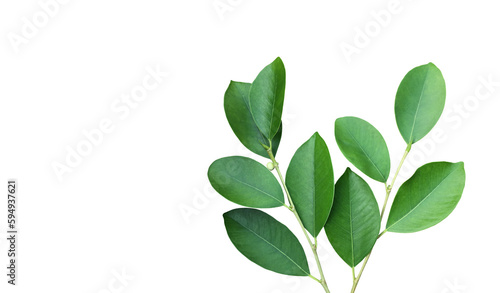 Young and fresh green top of ficus benjamina leaf isolated on white background with clipping paths. © Sophon_Nawit