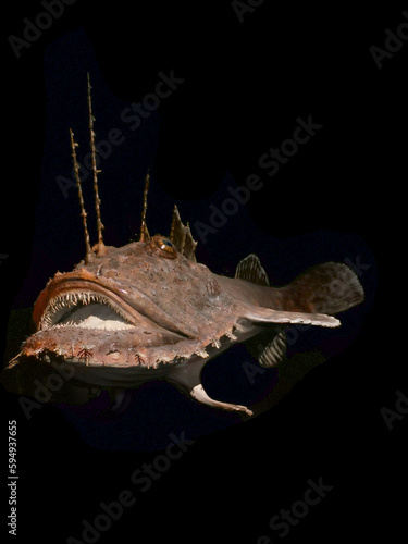 Photography dark deep sea fish