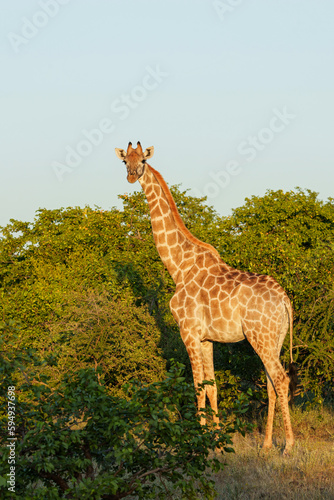 Giraffe . South African giraffe or Cape giraffe  Giraffa giraffa or camelopardalis giraffa  hanging around in Mashatu Game Reserve in the Tuli Block in Botswana