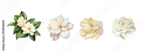 Jasmin flowers watercolor set. Realistic white flowers drawing for mother day, greeting card and spring. Vector illustration